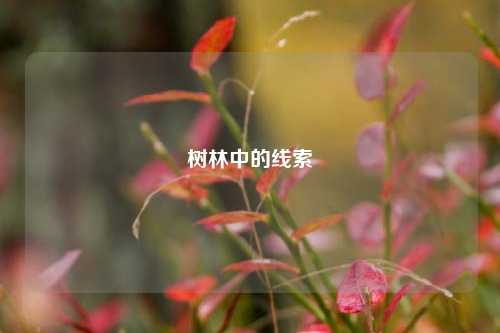 树林中的线索
