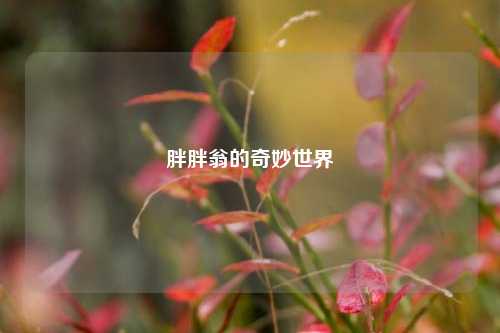 胖胖翁的奇妙世界